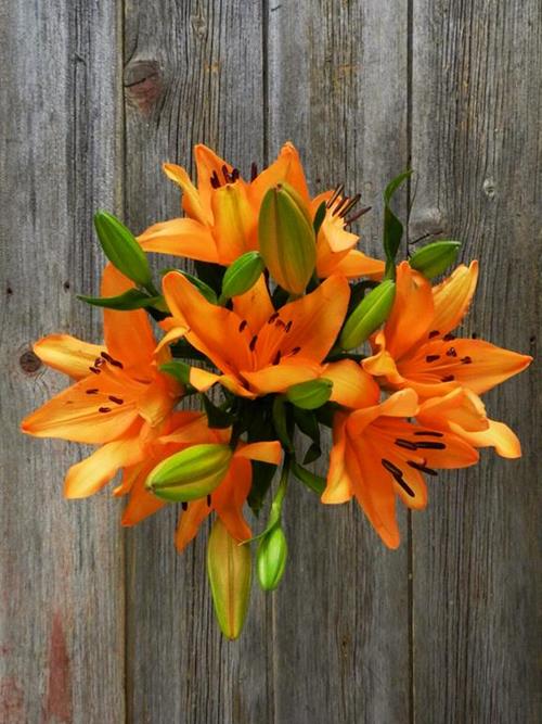 ORANGE L.A. HYBRID LILIES